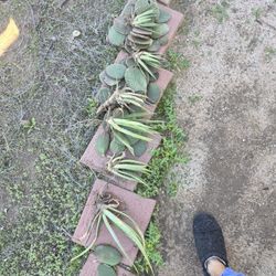 Agave Pups And Bunny Ear Cactus Pads