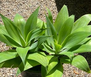 Very Drought 💦 Tolerant Agaves :: All Sizes Available :: 