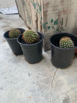 Cactus Sun Goddess
