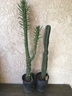 Cactus