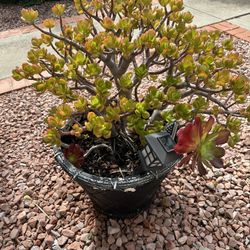 Sebaceous Jade Large Plant In Nice Pot