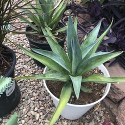 Kinds of outdoor plants in 3-gallon pots