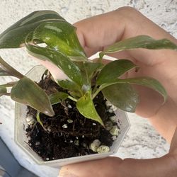 Philodendron Tricolor Princess