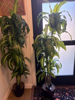 Large Dracaena Corn Plant – Set of 2