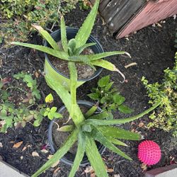 Aloe Vera 