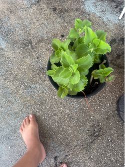 oregano