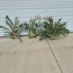Staghorn Fern