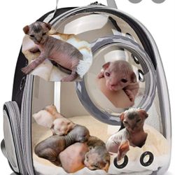 Sphynx Cat Supply Items 