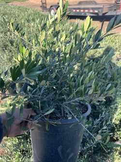 5 Gallon olives trees For Sale 