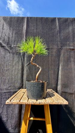japanese black pine tree in 1.5 gal. pot (pre-bonsai)