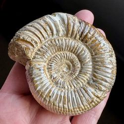 Ammonite