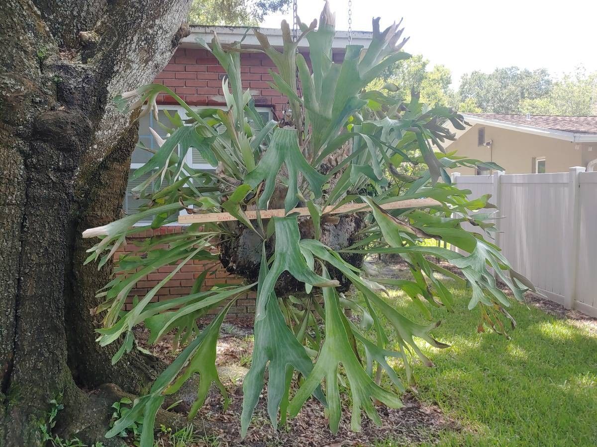 Staghorn Ferns