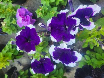 Blue And White Bicolor Hula Hoop Petunia Flower Seeds And Plants!