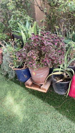 Planta