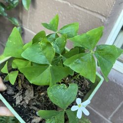 Planta Flor Blanca
