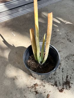 Aloe Vera Plant