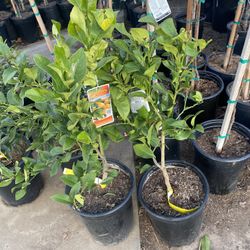 Fruit Trees 