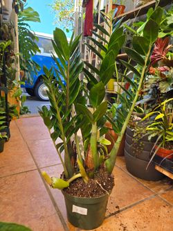 Zz plant 8" pot