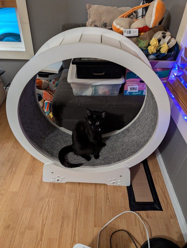 Cat Exercise Wheel