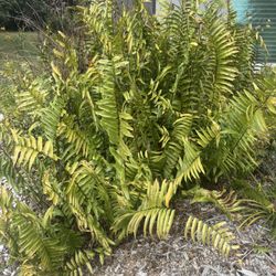 Free Fern Plants - Easy To Remove 