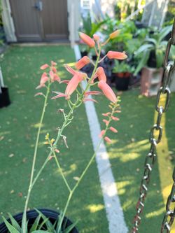 $10 plant natural