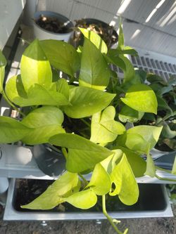 Neon Pothos Plant