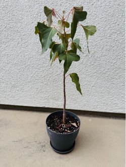 Australian Bottle Tree