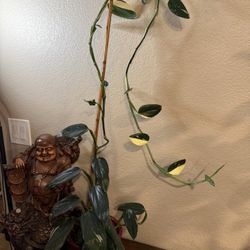 Live Monstera Standleyana Albo Philodendron Cobra Plant With Ceramic Pot (Please Read Full Description)