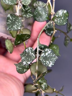 Hoya Curtisii
