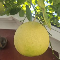 Pomelos.