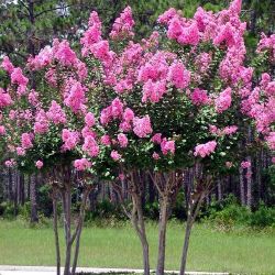 crepe myrtle pink flower 8ft plants trees Landscape Plants Ferns succulents grass 