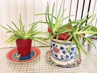 Aloe Vera Plants in Decorative Ceramic Pots $10 each or $15 for both