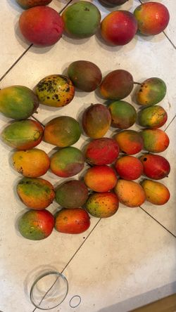 Buy fresh, organic, fiber-free mangoes TODAY — $2to $3 each!