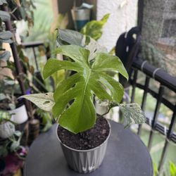 Monstera Mint Plant 