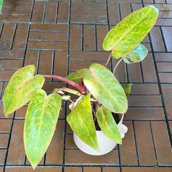 Painted Lady Philodendron Tropical Plant 