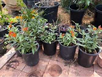 Orange Milkweed Plants