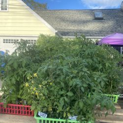 ORGANIC TOMATO PLANTS grown here by a Master Gardener to PRODUCE HERE.