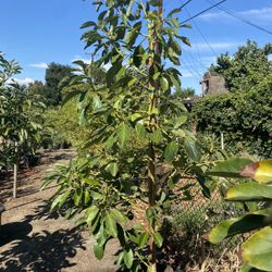 Avocado Tree