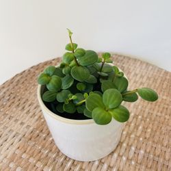Peperomia Hope Plants