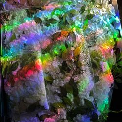 Wisteria Hanging Flowers And Vines