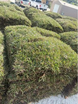 Saint Augustine Floratam Grass