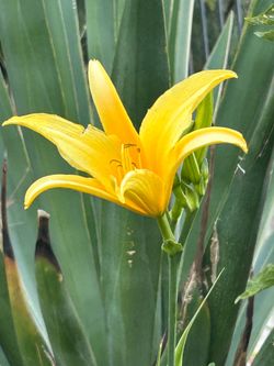 Daylily