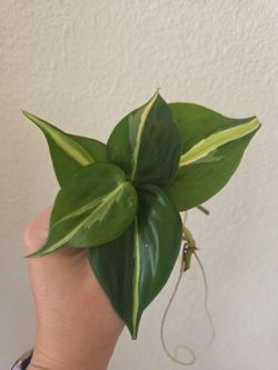 Philodendron Silver Stripe Plant Cuttings