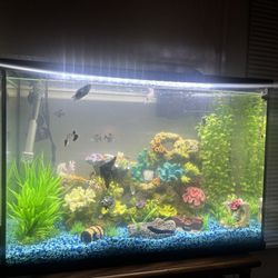29 Gallon Fish Tank