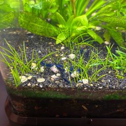 Neocaradina Shrimp Cherry Blue Velvet