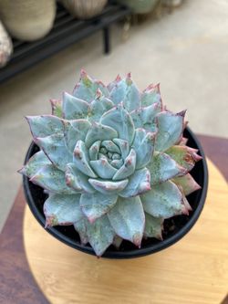 Large Rare Korean Succulent Head