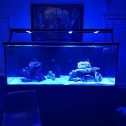 Red Sea Fish Tank For Sale