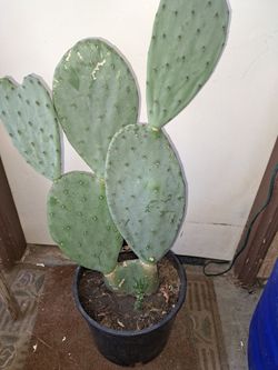Planta De Nopal, 🌵 plant