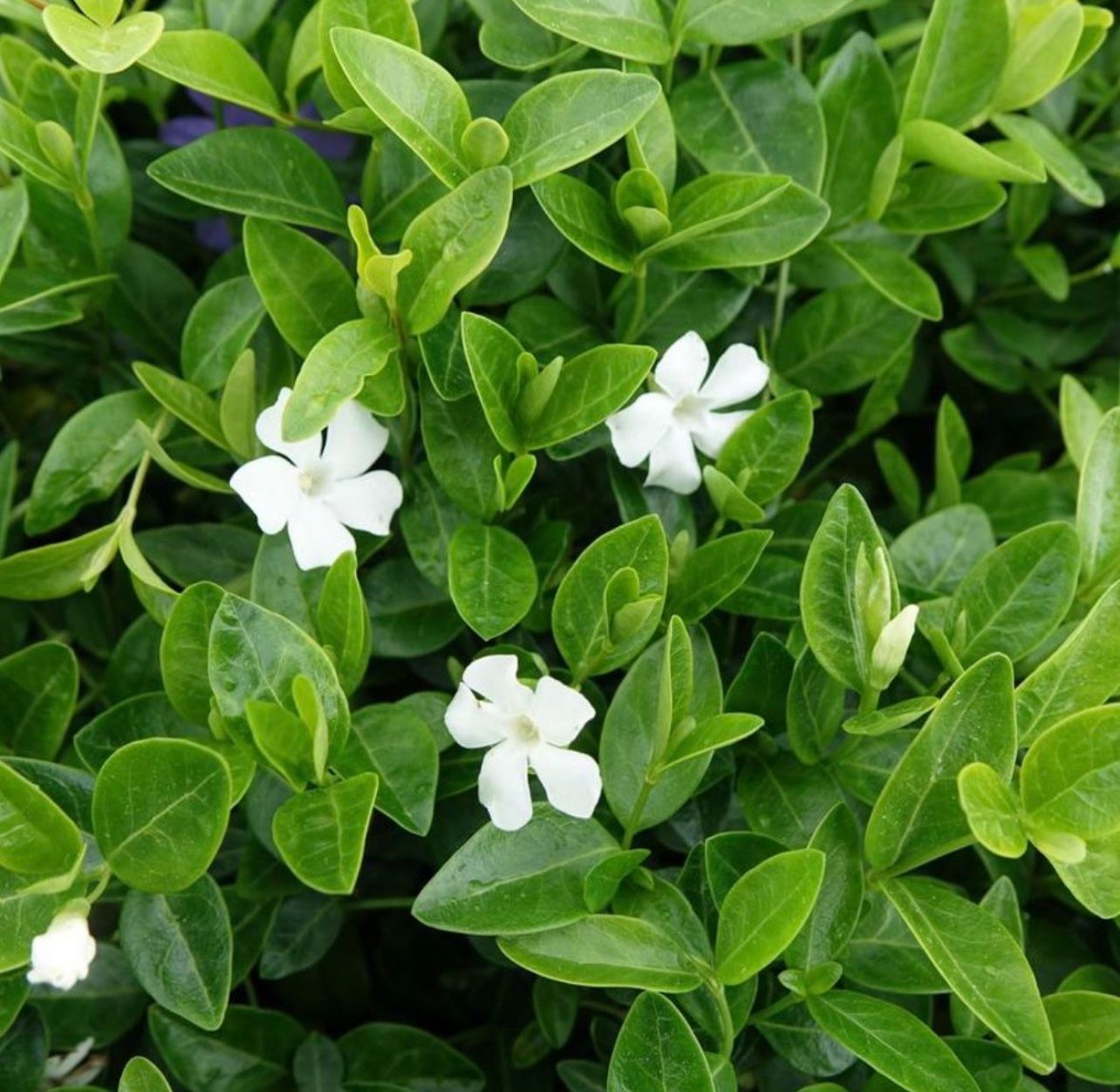 Free White Flowering Vinca Vine Plants for Sale in Snohomish, WA OfferUp