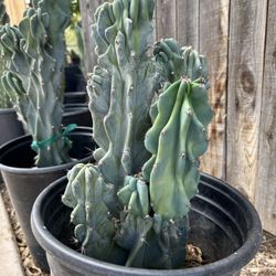 Night Blooming Peruvian Apple Cactus 
